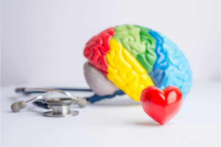 brain sections and treatment
